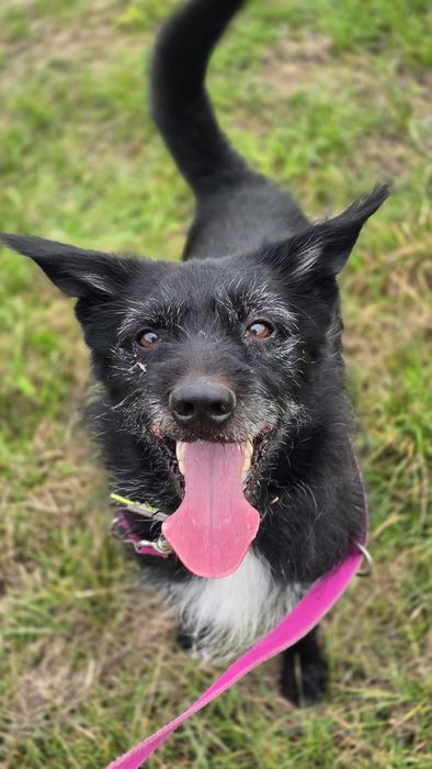 Bardzo energiczny Batman