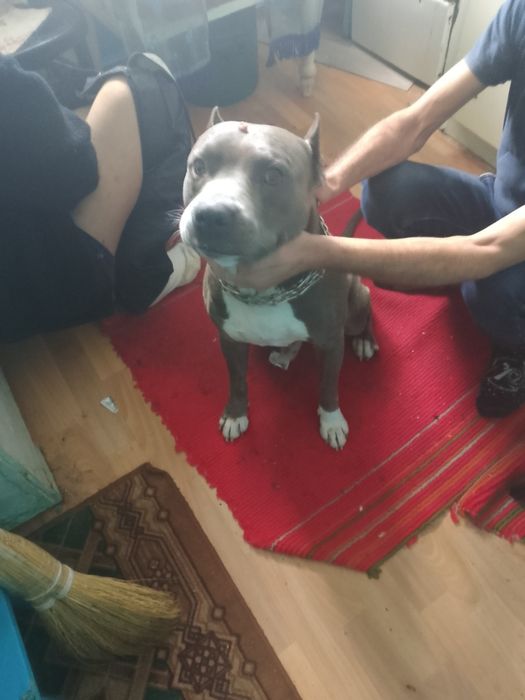 Ищем невесту нашему кобелю