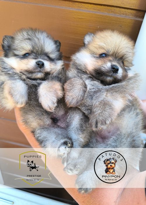 Alojamento canino raças pequenas