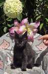 Maine Coon kot gotowy do odbioru czarny