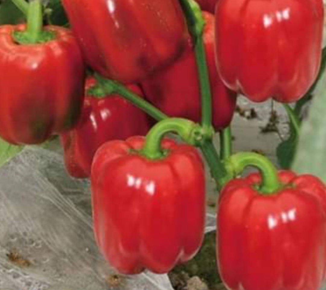 Насіння перцю .продаж.