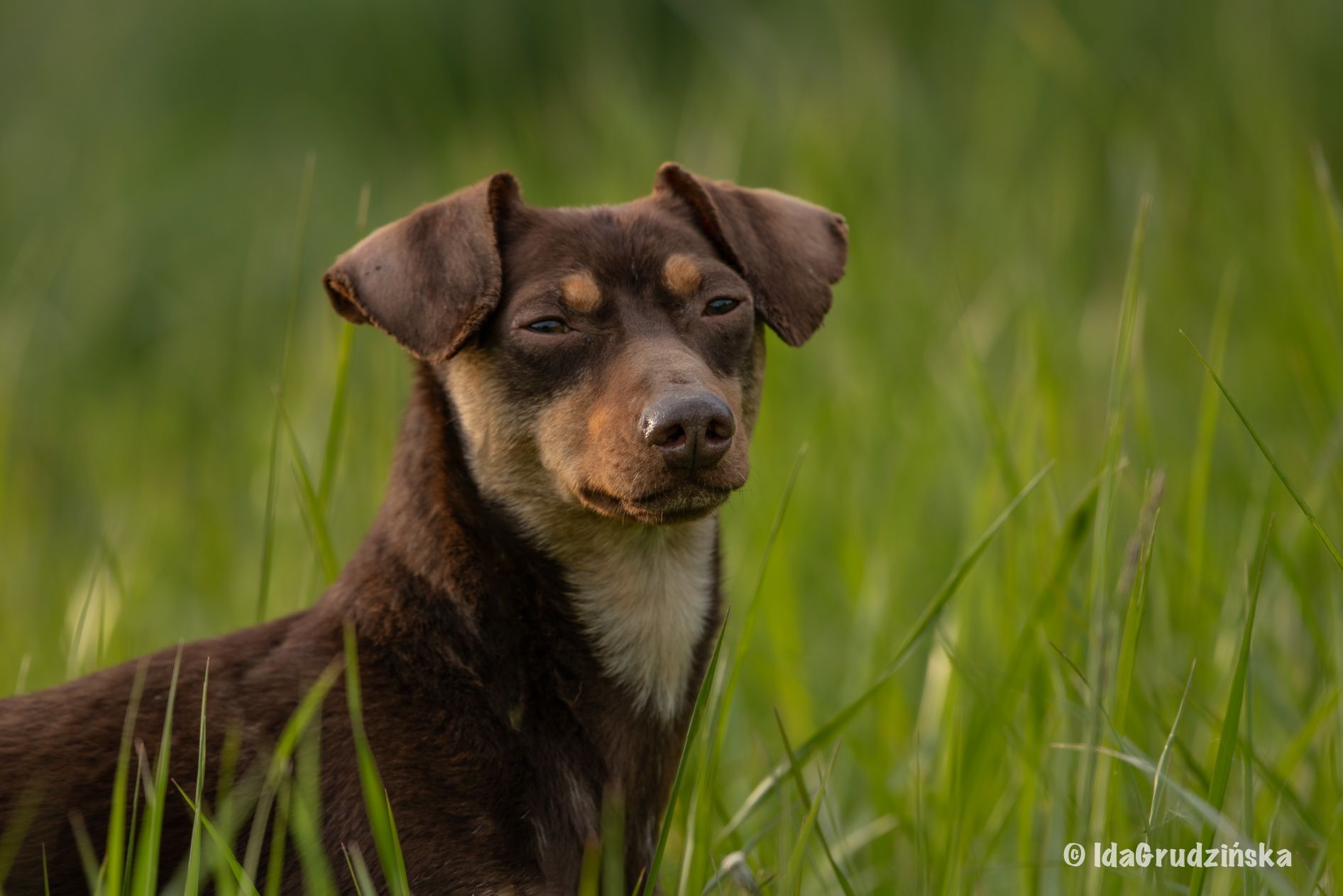Nietypowy "jamnik" do adopcji