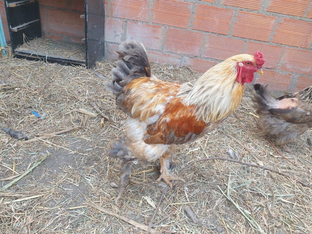 Galos e galinhas brahma, ovos férteis também