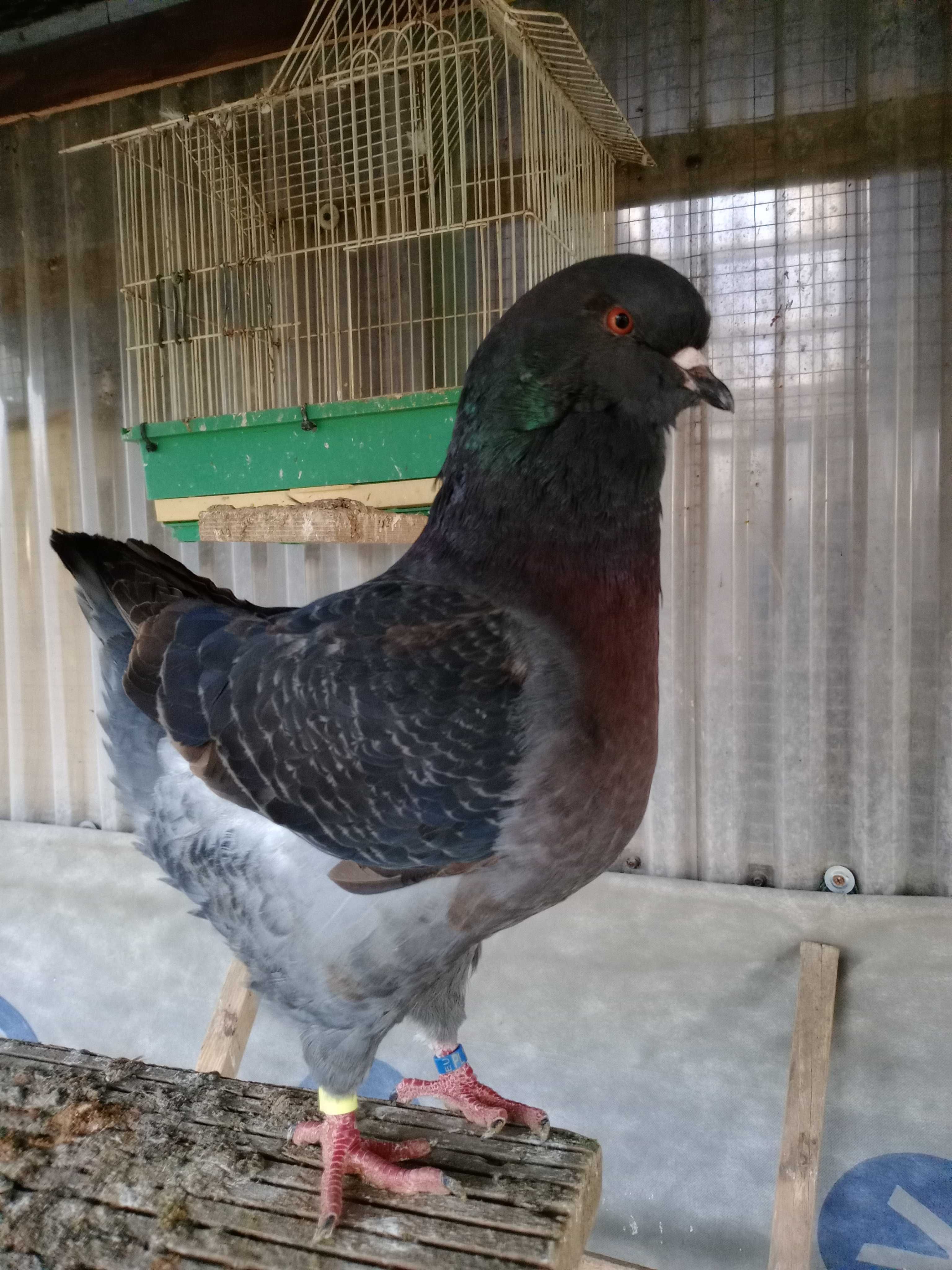 Kingi, Niemieckie Wystawowe, Pawiki