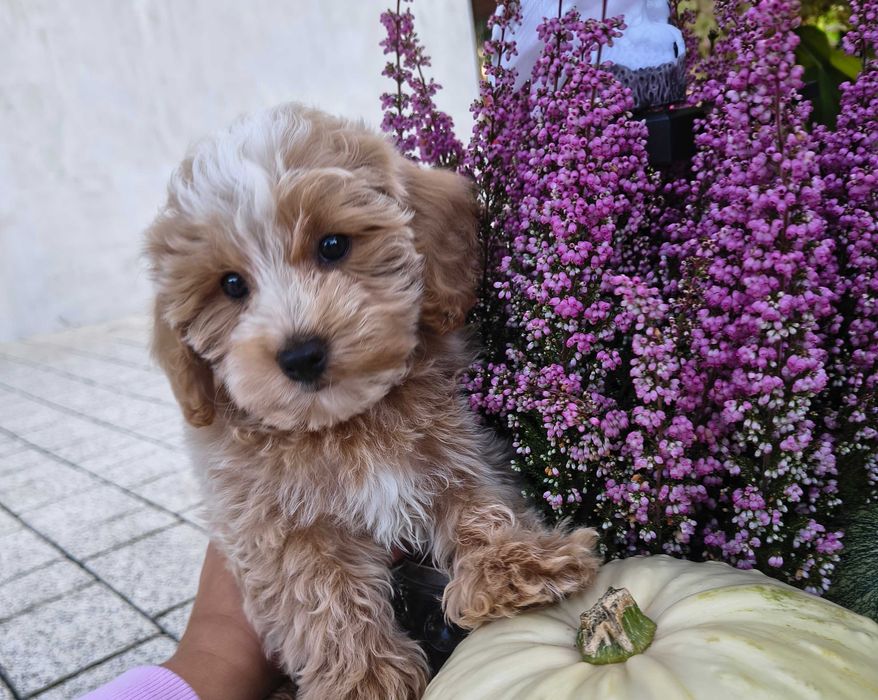 Śliczna suczka Maltipoo