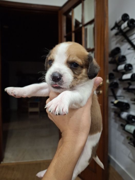 Cachorrinhos bebés
