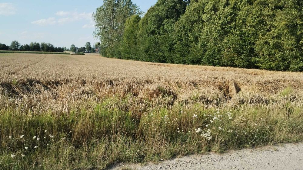 Działka budowlano-rolna nr 198/1, Trębaczów, Gmina Łęczna, 1,02 ha