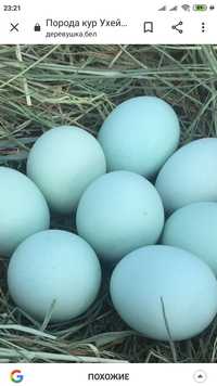 Продам лечебное инкубационное яйцо порода курей синь синь дянь,петухи