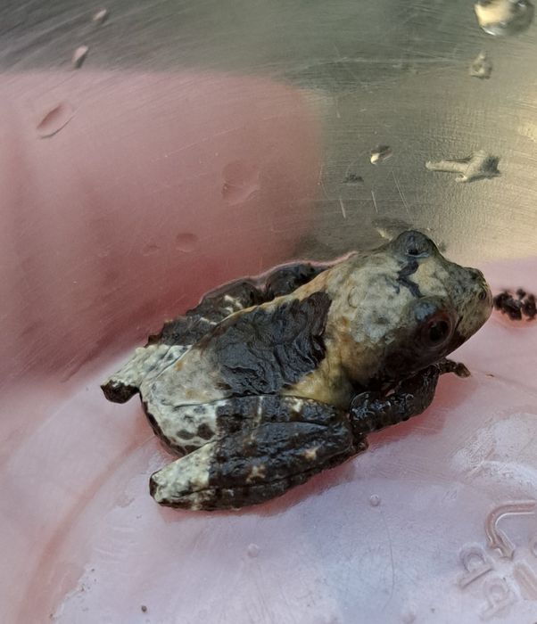 Theloderma asperum/ płaz egzotyczny/polska hodowla