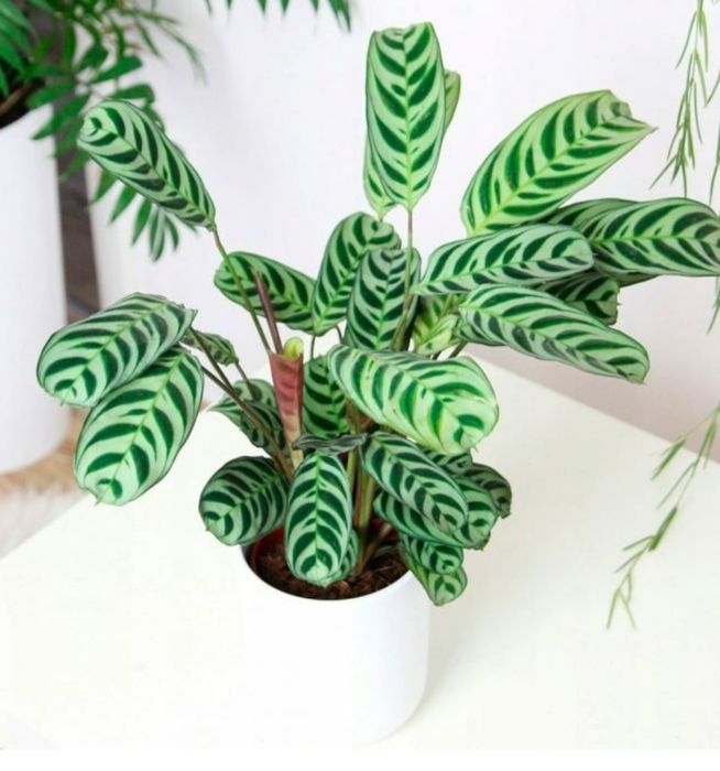 Ктенанта  тропическая