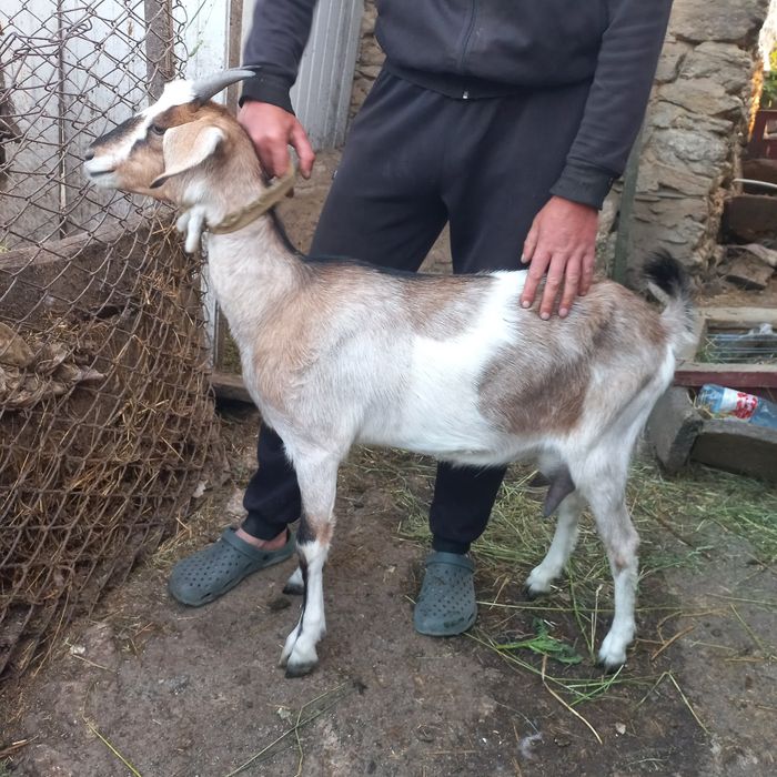 Шукають домівку англонубійські кози , козенята та цапи