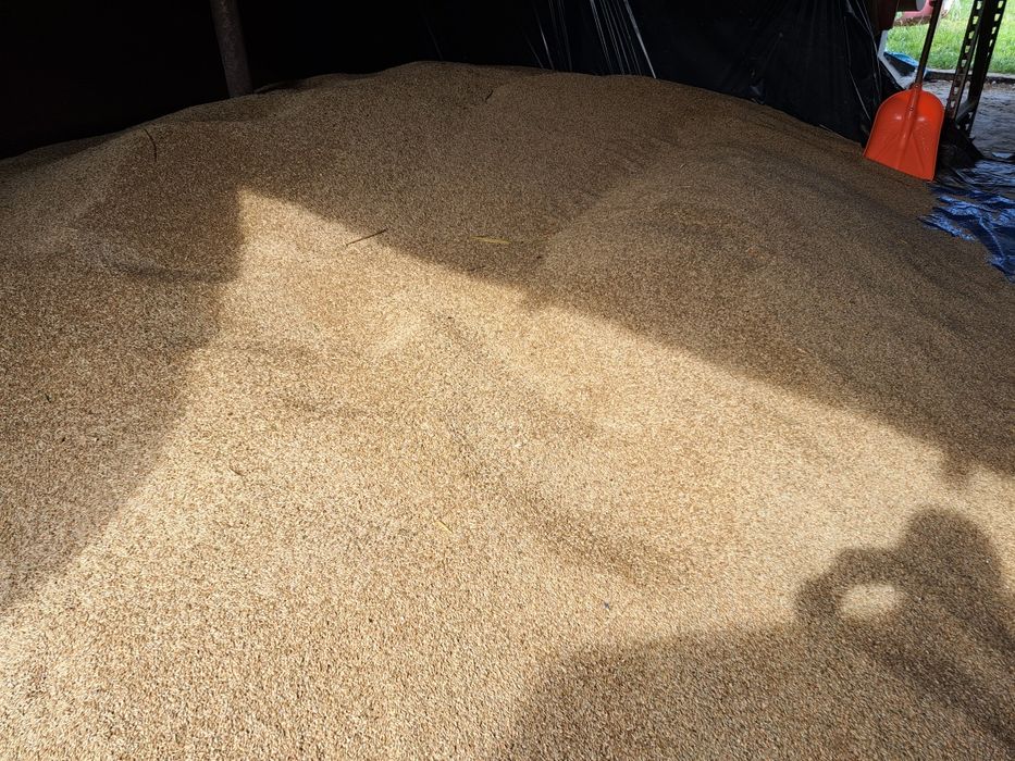 Sprzedam żyto i pszenżyto ozime