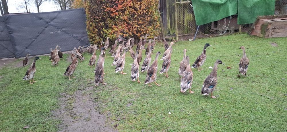 Kaczki biegus indyjski