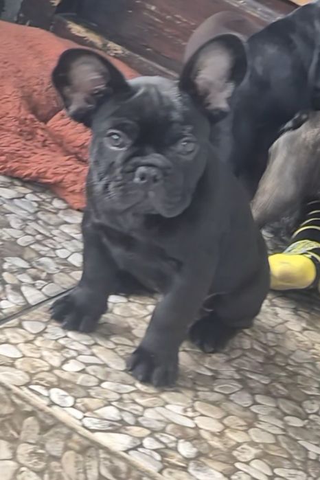Buldog francuski czarny