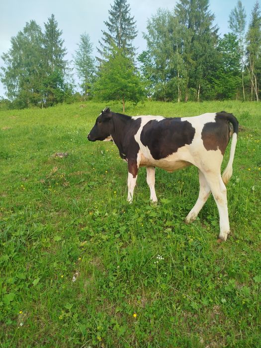 Продається теличка