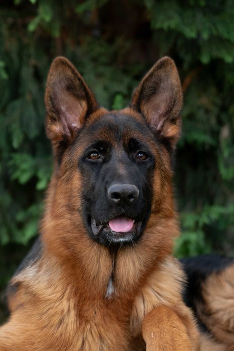 Cachorro Pastor Alemão Puro filho e neto de Campeões