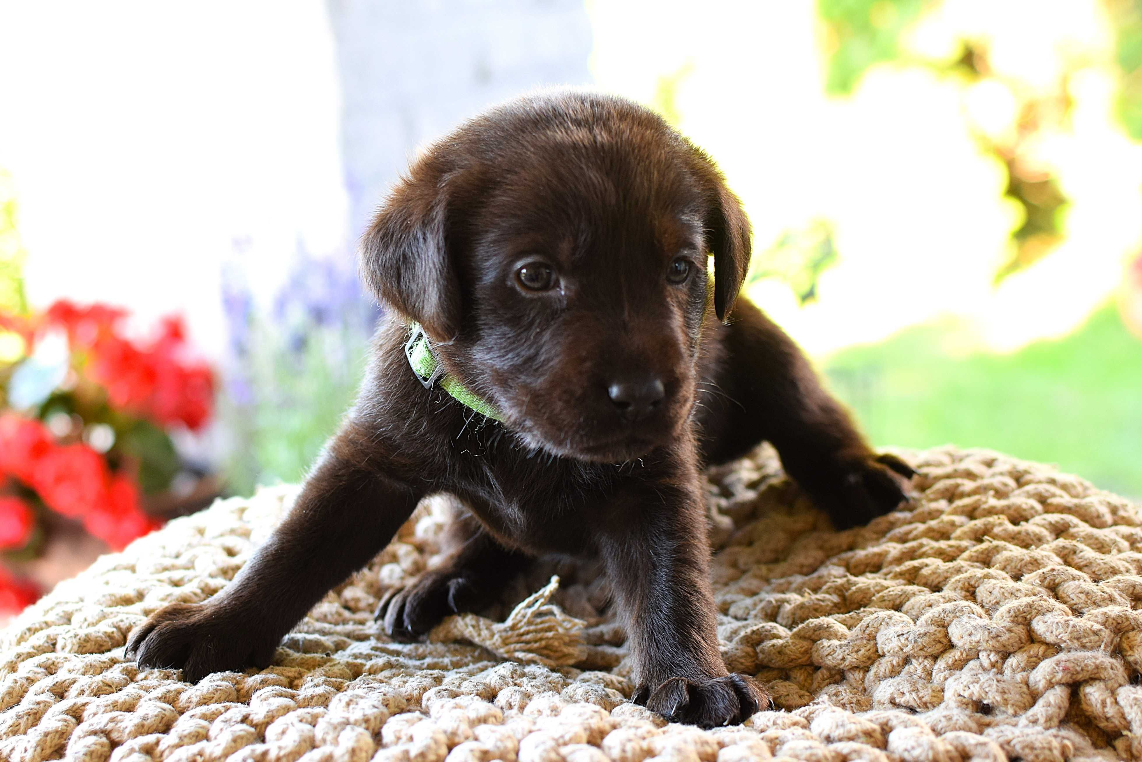 Piękny szczeniak Labrador Retriever