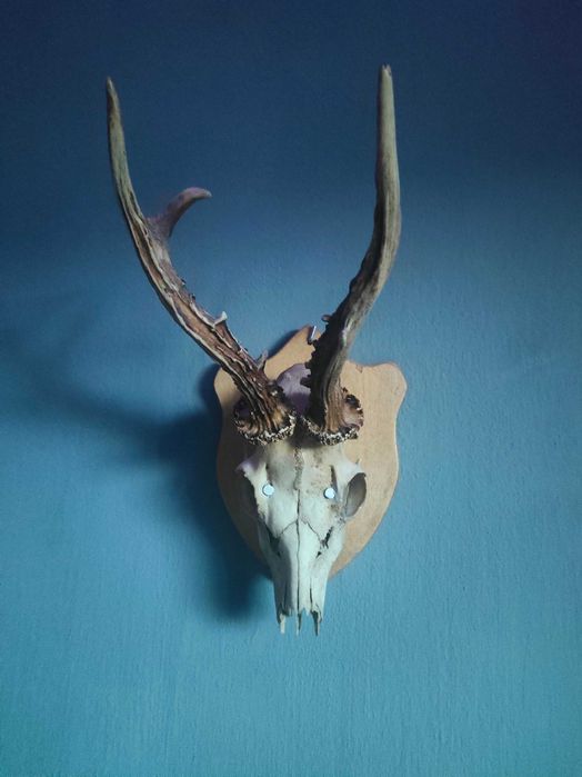 Poroże jelenia sarny  Trofeum myśliwskie w bardzo dobrym stanie