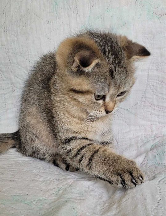 Котёнок - тигрёнок