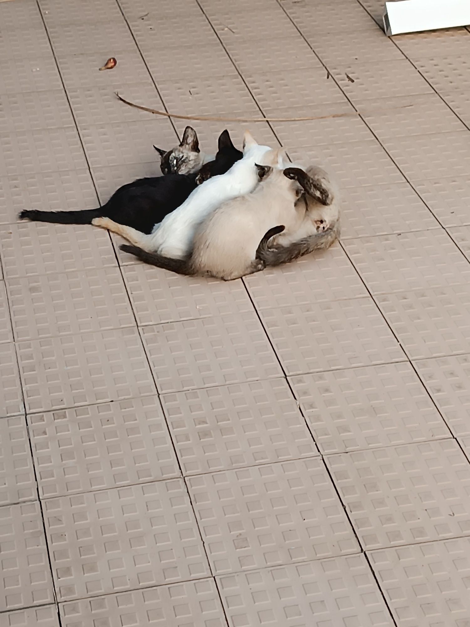 Para uma adoção responsável : gatinhos