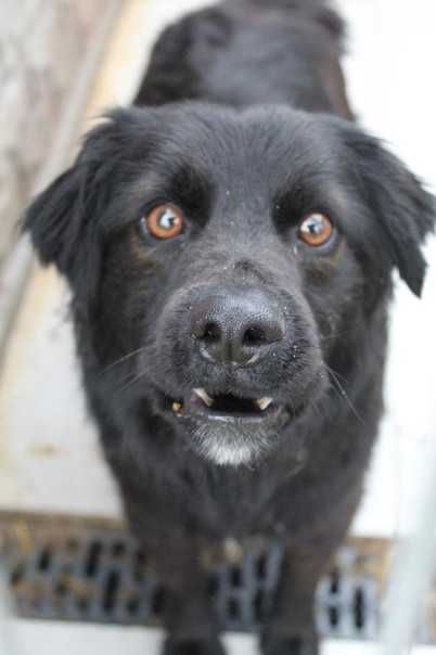 341018 Ninek do adopcji.