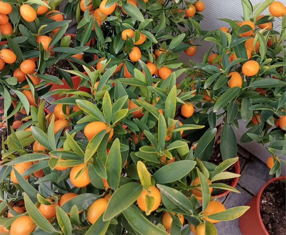 Citrus Japonesa Kumquats Portes grátis