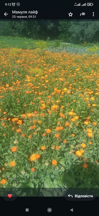 Квіти календули лікарської, сушені, нагідки