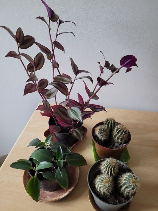 Kwiaty doniczkowe kaktus trzykrotka żyworódka