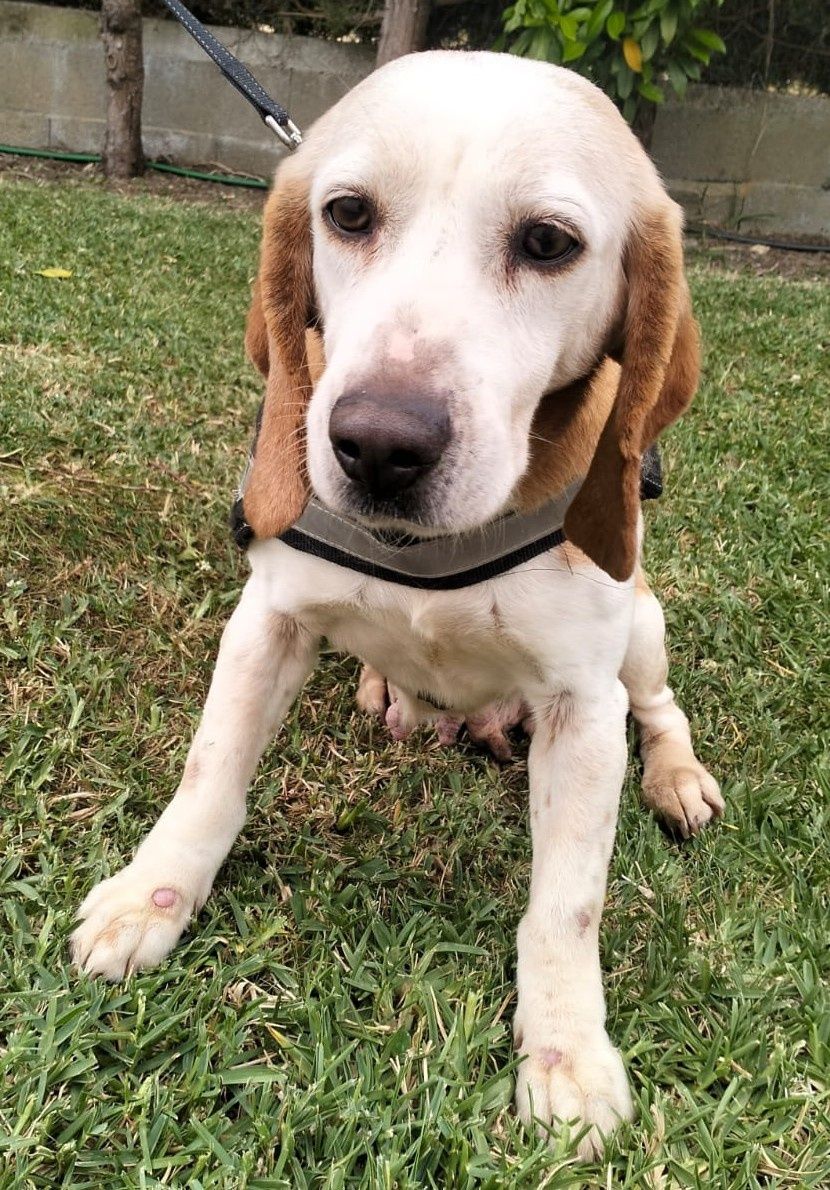 Cadela Cruzada de Beagle para adoção Responsável