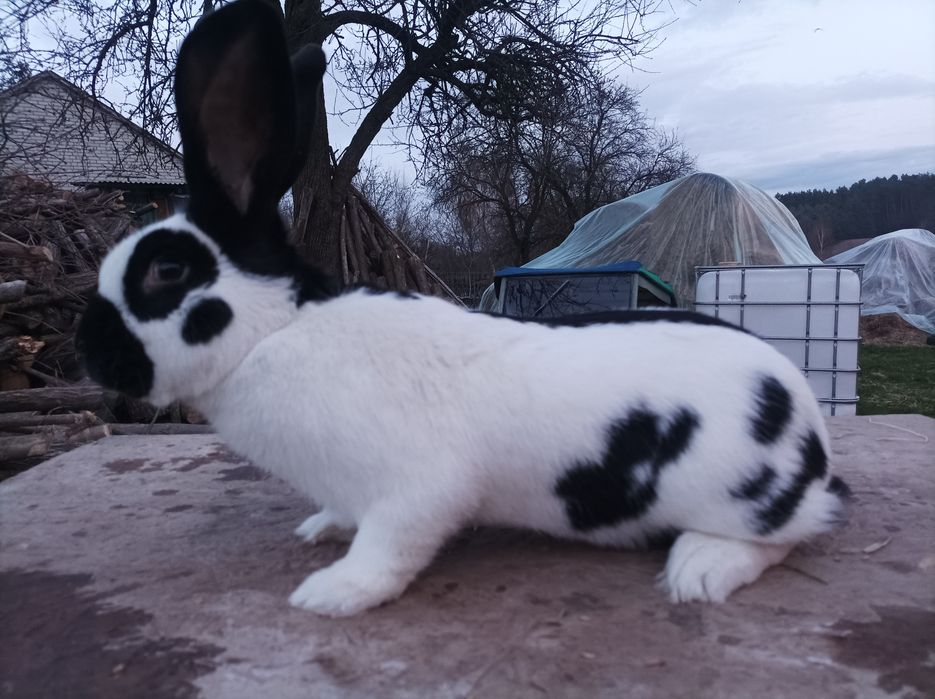 Króliki Olbrzym Srokacz Czarny,Niemiecki , WYSYLKA!(Likwidacja hodowli