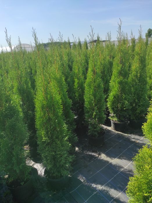 Tuja Thuja szmaragd 100cm Transport