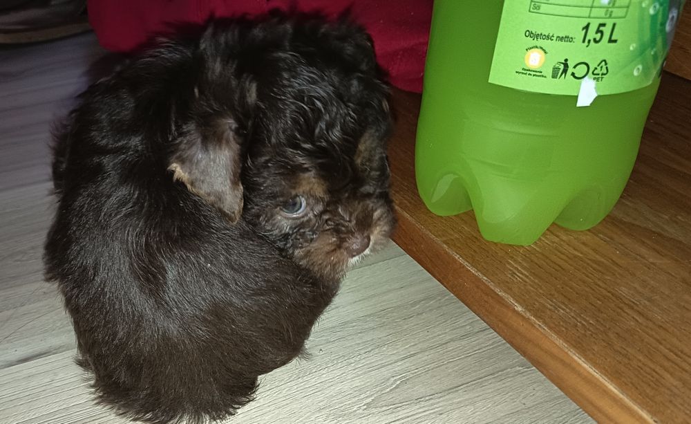 ,,York,, chocolate piesek 7 tygodni