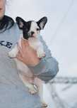 Buldog francuski FCI ZKwP