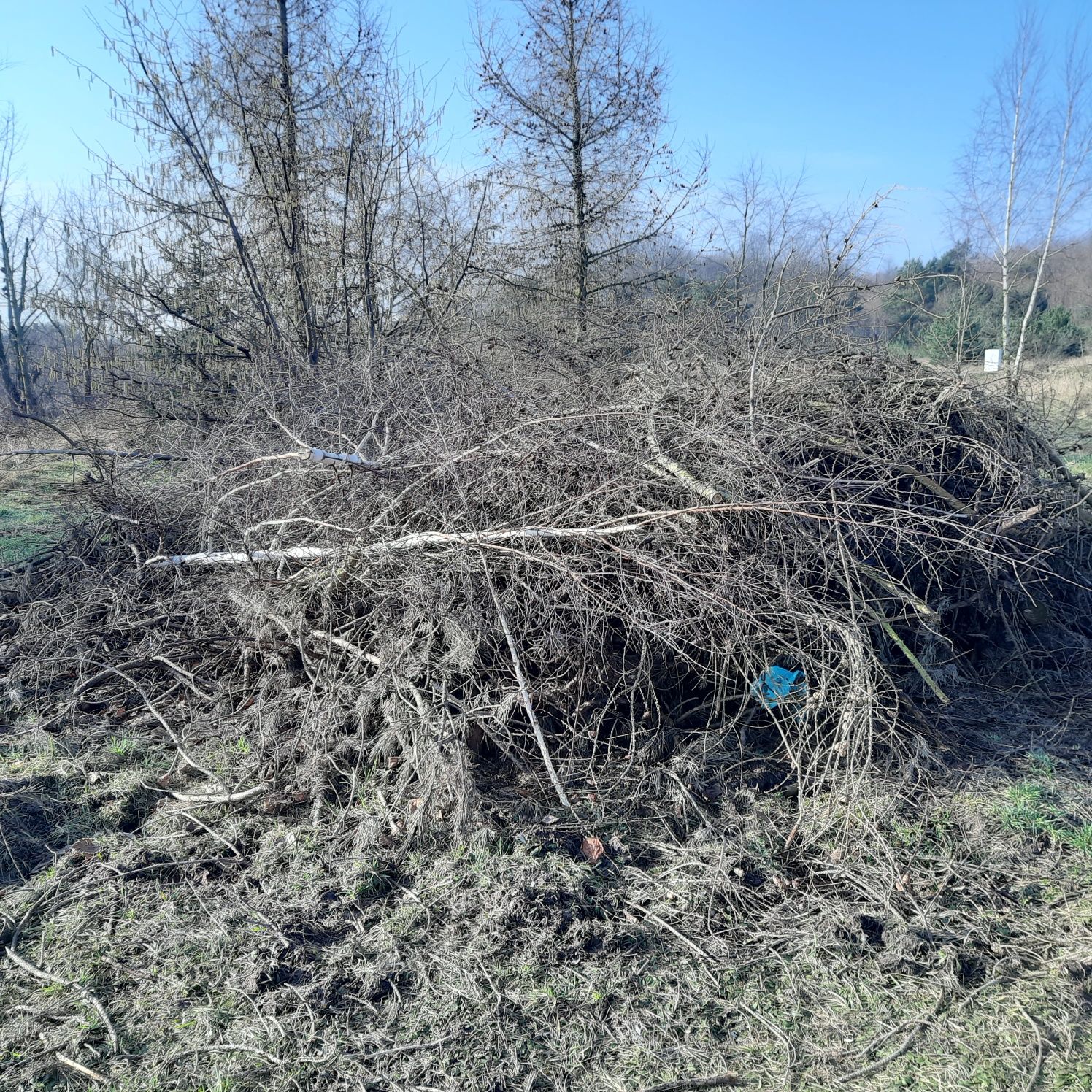 Oddam gałęzie rozpałka chrust opał drewno sobótka ognisko