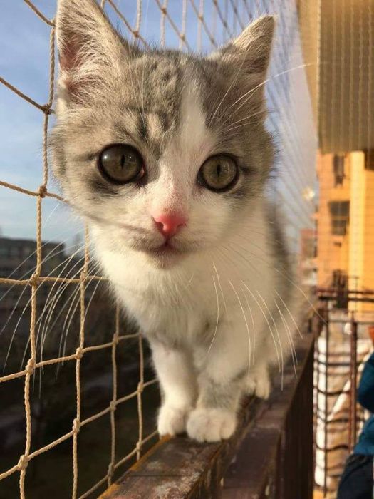 Siatka na balkon, siatka dla kota, siatka przeciw ptakom