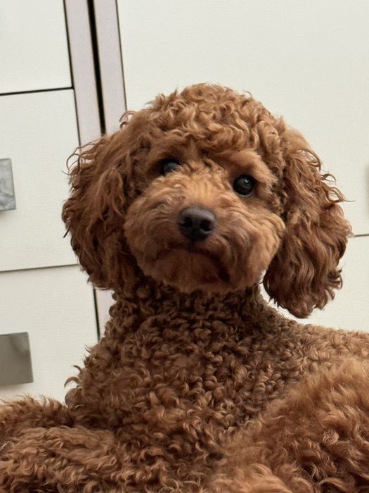 Пудель для вʼязки, ціна договірна