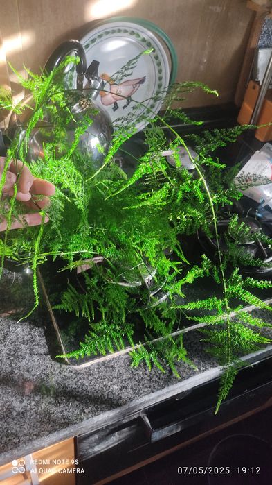 Espargos plumosos para arranjos florais