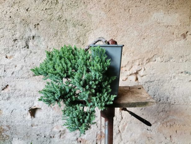Pré-Bonsai de "Juniperus P. Nana" - *VENDA URGENTE (DESOCUPAR)*