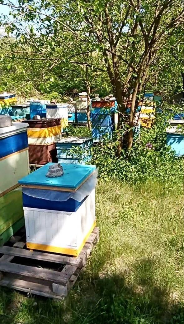 Продам пасіку з медом | Синельниковский район