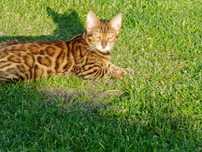 Kocurek  Bengalski
