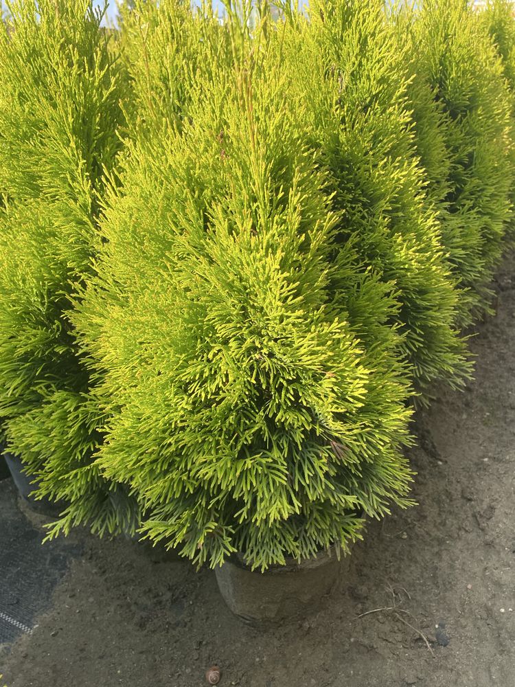 Thuja Smaragd Gold 50-60cm Doniczka 3 l
