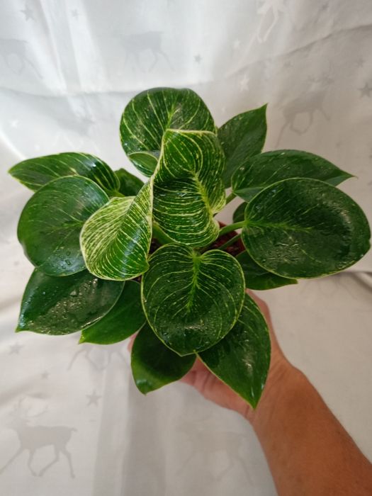 Філодендрон Біркін.