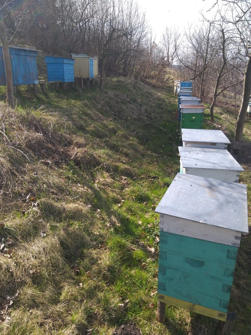 Вулики Українські багатокорпусні з бджолами