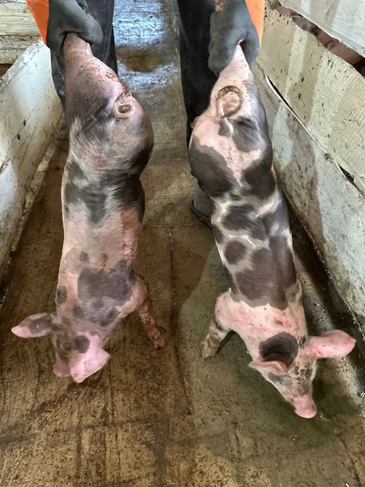 Продам поросят  12-14кг