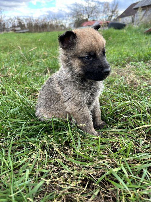 Цуценята породи німецької вівчарки