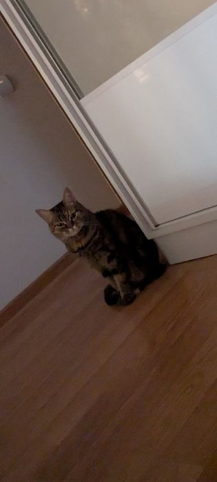 Кошка с документами в добрые,заботливые  руки