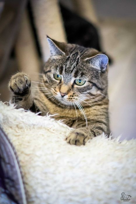 Kotka Amy szuka domu