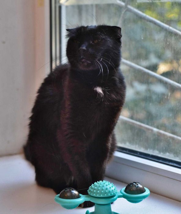 Друге життя  для Аліси