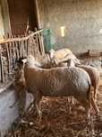 Vendo Carneiro Lacaune