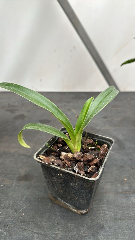 phragmipedium kovachii продаю